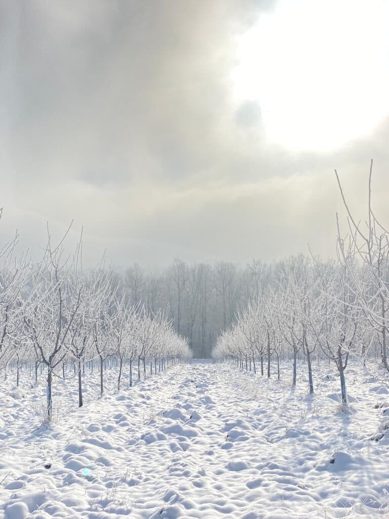 Inje na voćnjaku, sunce kroz maglu